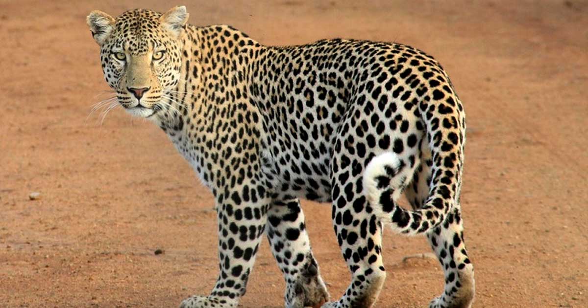 This Spirit Animal Test Will Reveal Where Your Soulmate Is