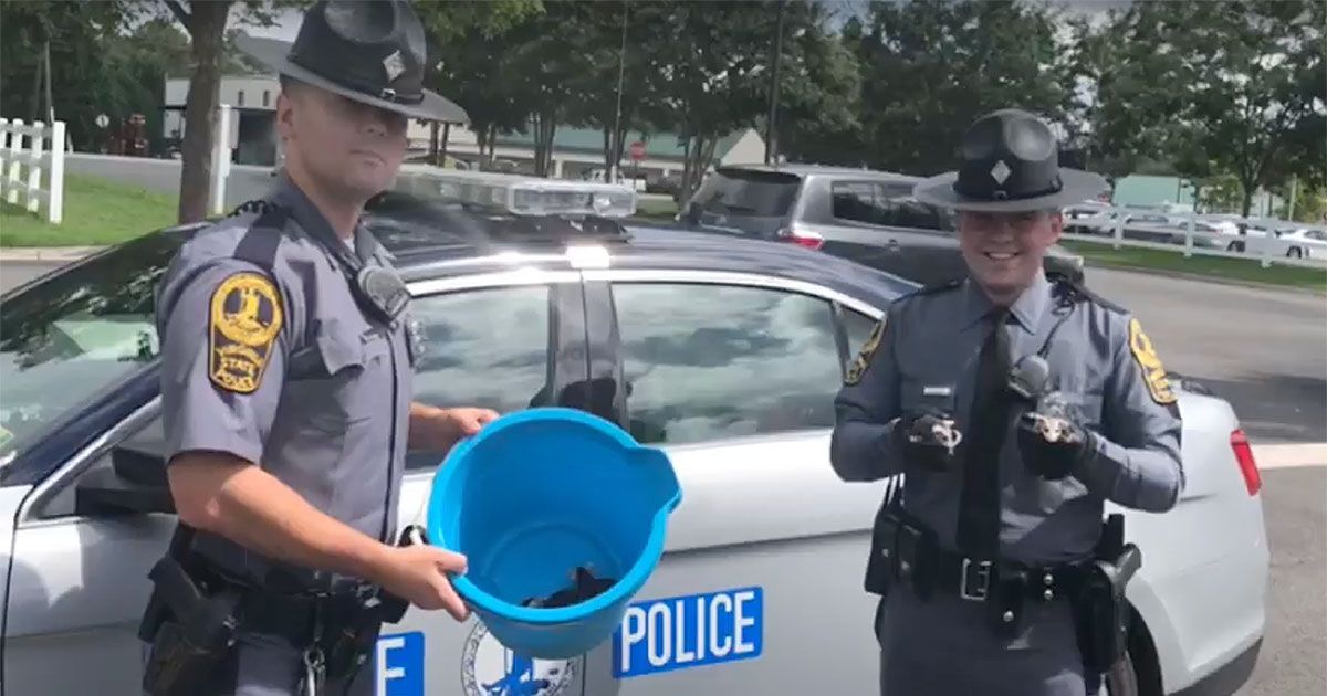 Orphaned Baby Opossums Rescued From Virginia Interstate