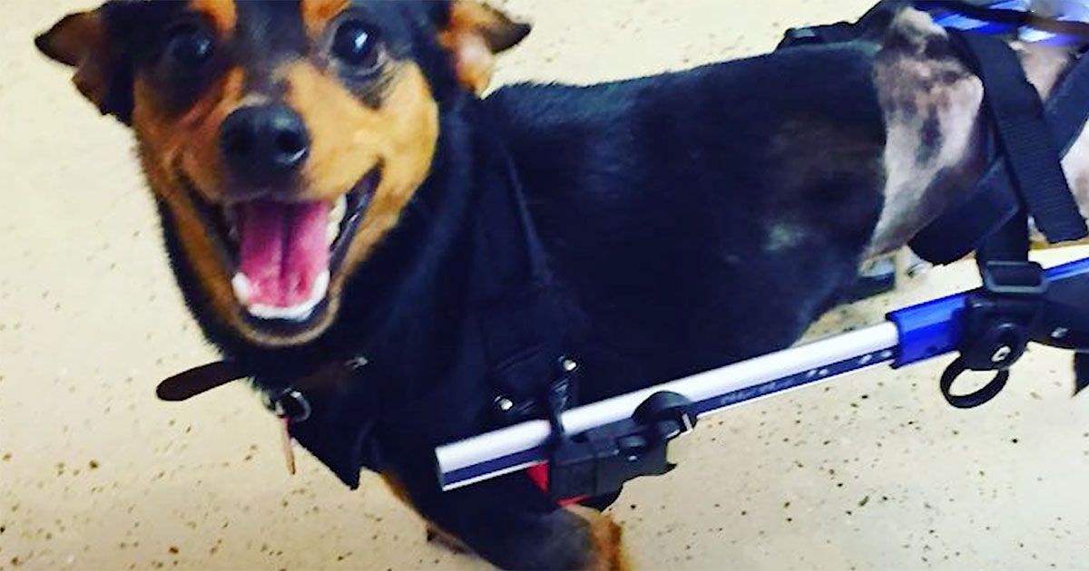 New Wheelchair Gives Paralyzed Dog Second Chance at a Happy Life