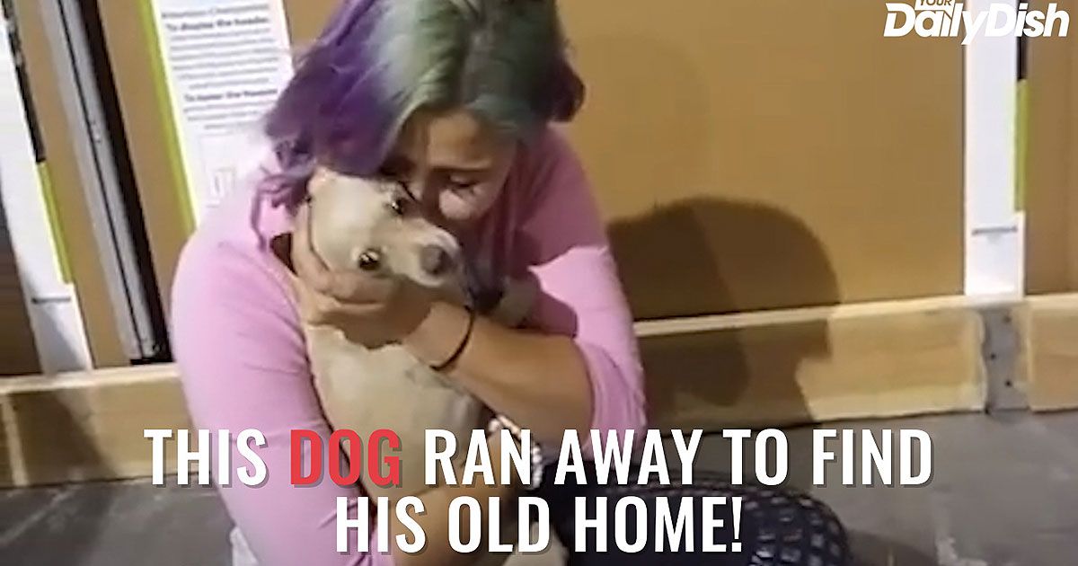 WATCH: Daring Dog Runs Away From Forever Home to Be With Former Foster Family