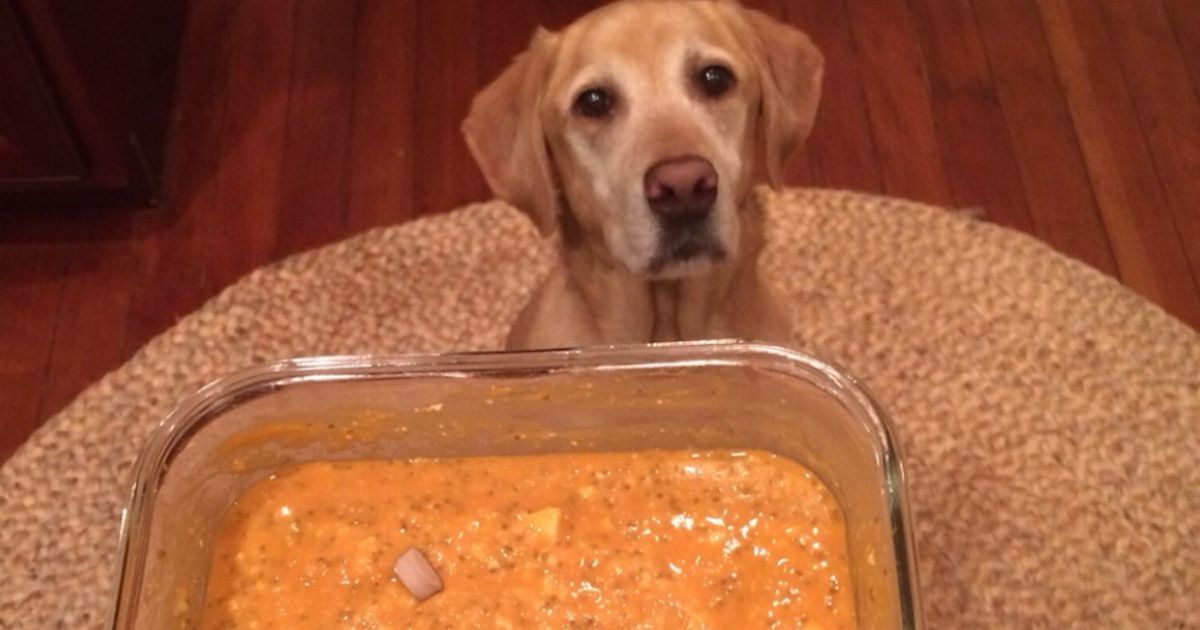 Veterinarian Schools Dog Owner After She Posts Pic of Vegan, Meatless Dinner for ‘Excited’ Pup