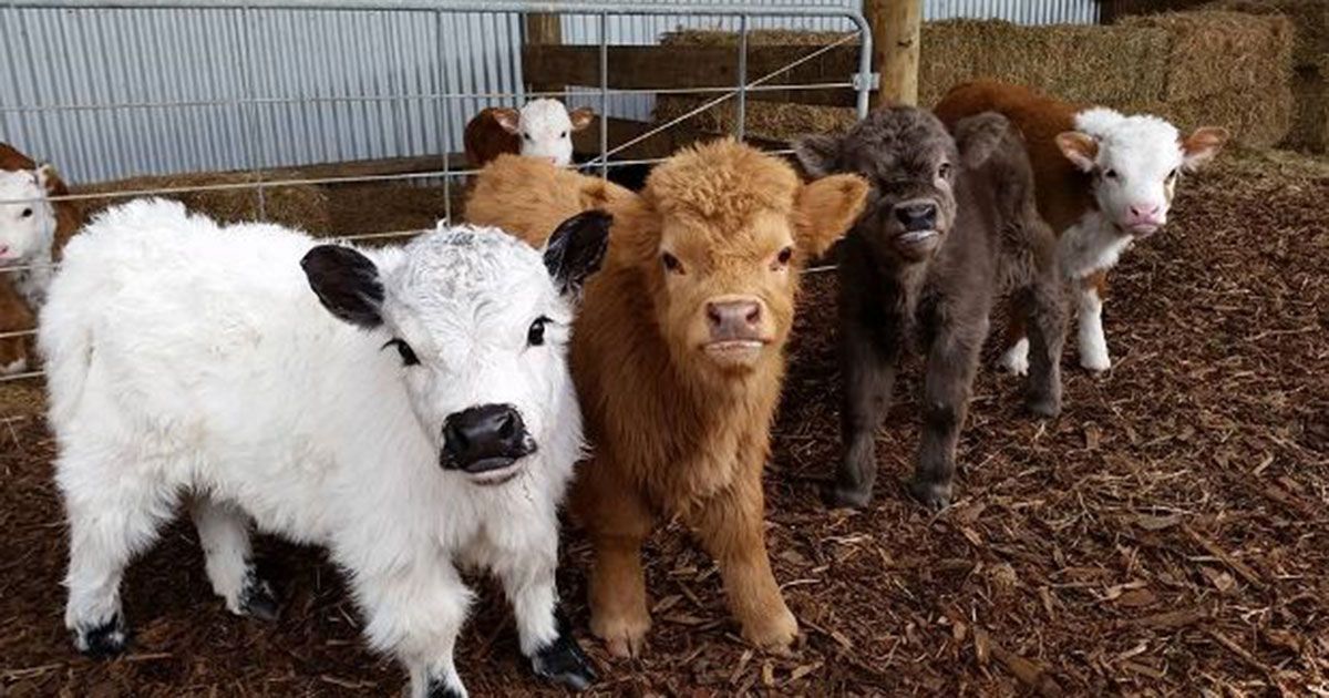 Here Are 13 Pictures of Fluffy Baby Cows to Brighten Your Day