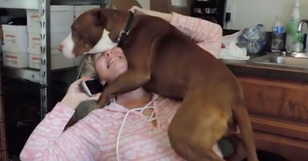 happy rescue dog