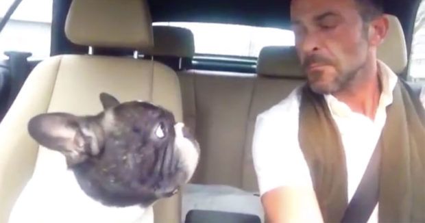 French Bulldog Sings Favorite Radio Song With Owner