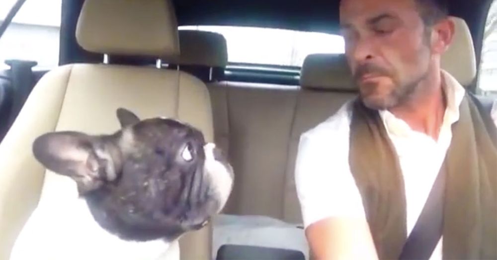 french bulldog sings