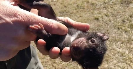 WATCH: Adorable Baby Tasmanian Devils Become Friends With Their Keeper