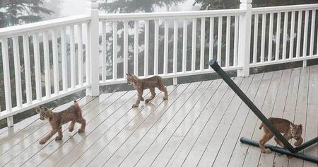 You’ll Never Guess What Wild Animal This Man Found on His Deck