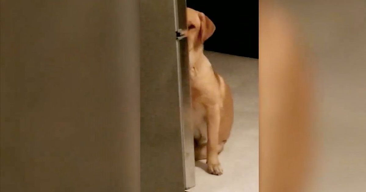 SEE IT: Guilty Labrador Hides After His Sister Destroys Bed