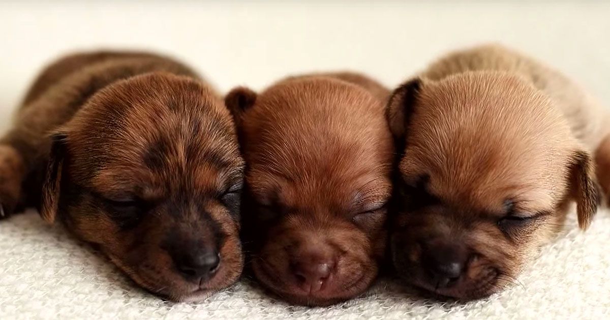 Adorable Foster Puppies Strike a Pose in Must-See Photoshoot