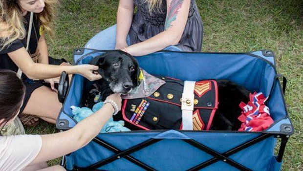 Hundreds of Mourners Say Goodbye to Hero Marine Dog