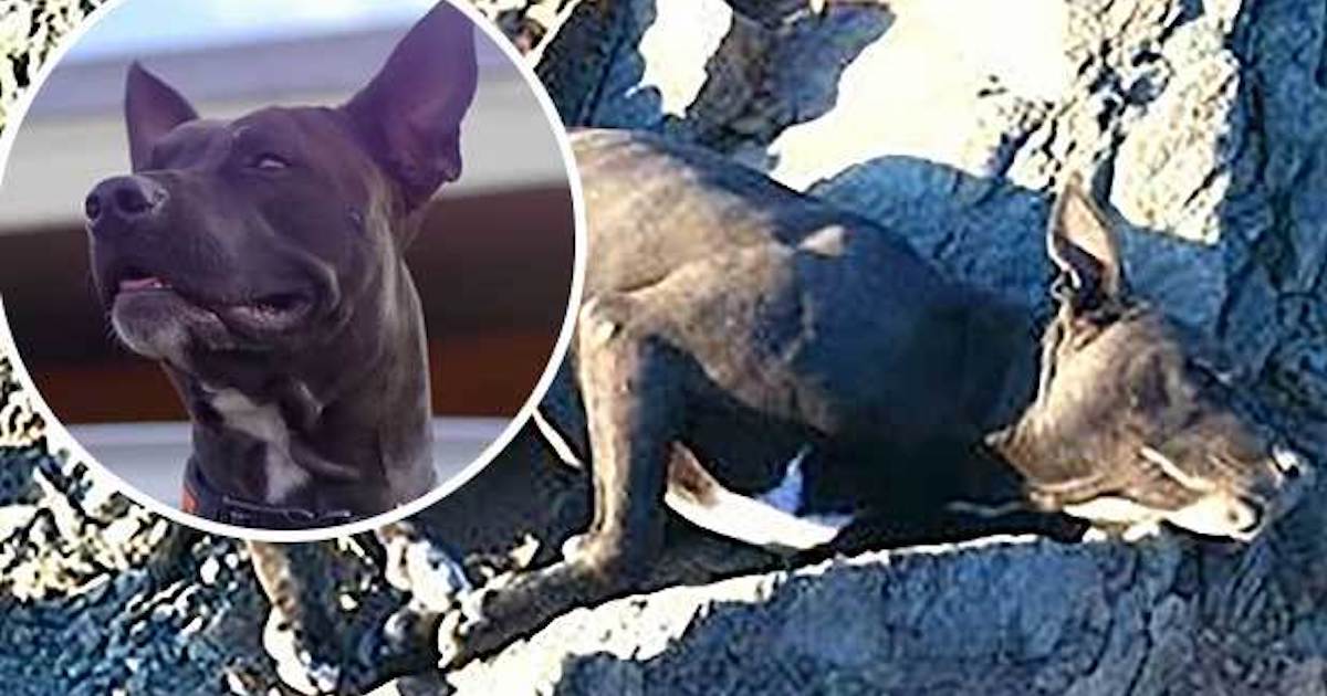 Brave Hiker Carries Wounded Pit Bull Down Mountain, Then Adopts Him