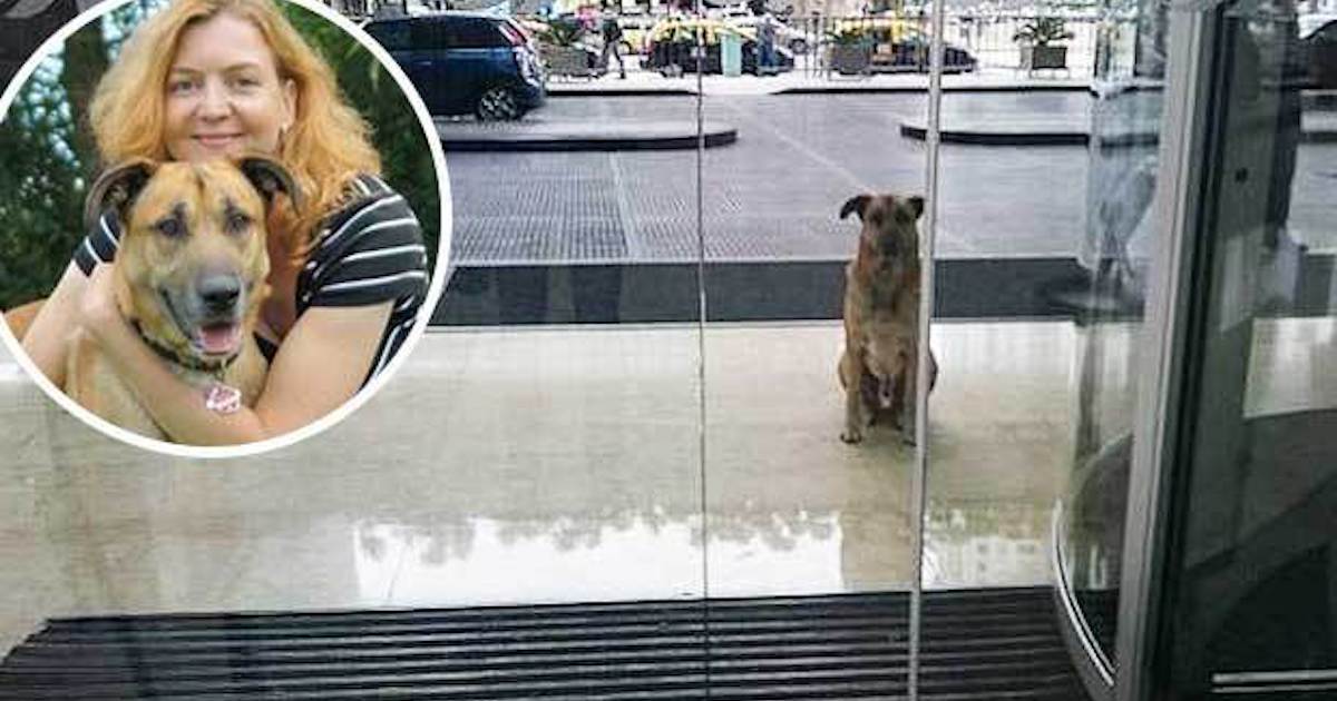 Loyal Dog Waited Six Months for Stewardess to Return, so She Adopted Him