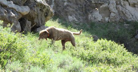 Former Drug-Sniffing Retriever Now Sniffs Out Jaguars, Mountain Lions in Conservation Efforts