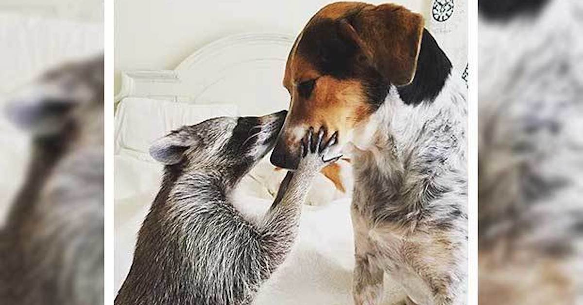 Orphaned Raccoon, All Grown up, Thinks She’s One of the Family’s Dogs