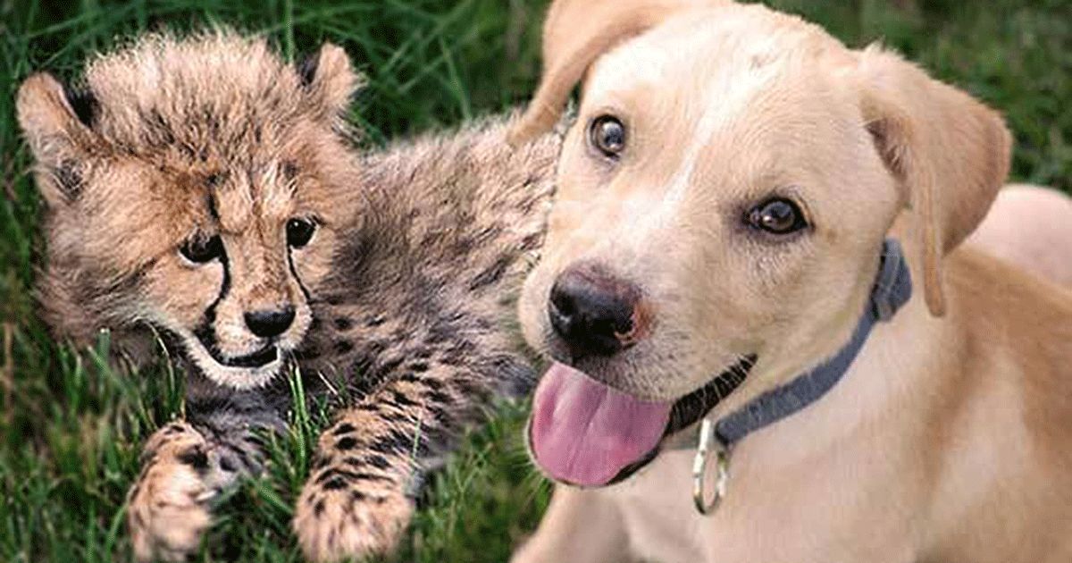 SEE IT: Puppy, Cheetah Cub Form Special Bond at Richmond Zoo