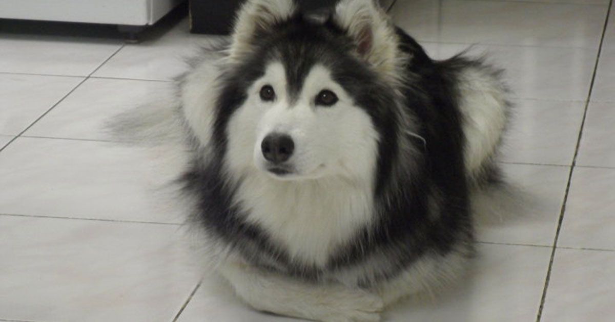 Adorable Husky Raised by Cats Thinks She’s a Cat, Too, and It’s SO Cute