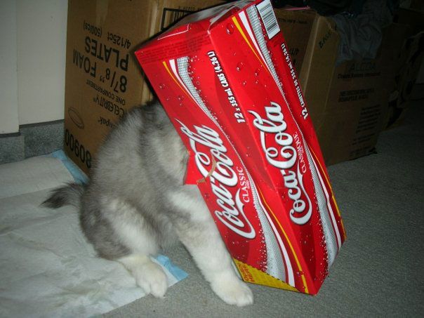 husky raised by cats