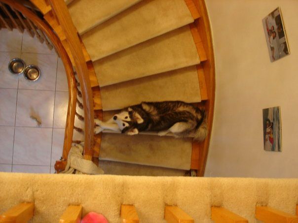 husky raised by cats