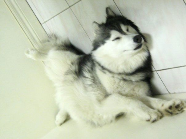 husky raised by cats