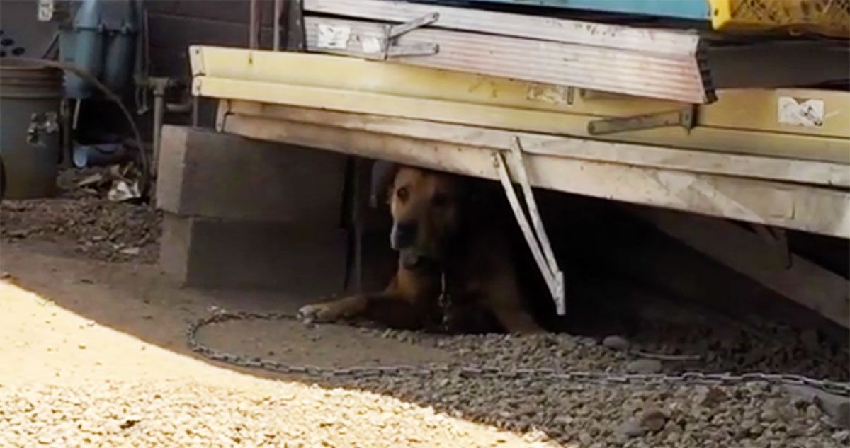Mistreated Dog Goes From Life of Cruelty to Life of Love After Man Saves Him