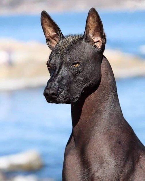 what is the rarest dog