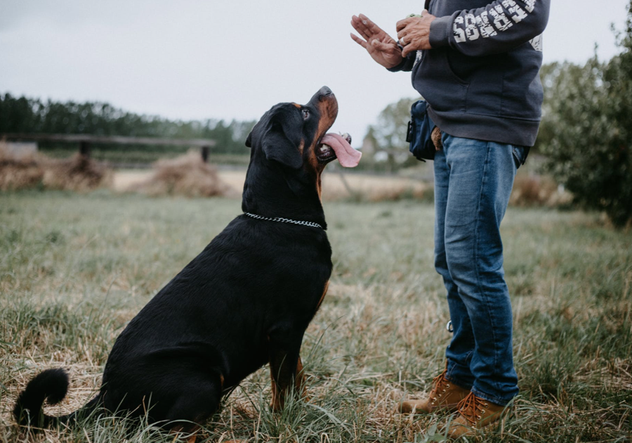 standardnews.com | Most Loyal Dog Breeds That Will Never Leave Your Side