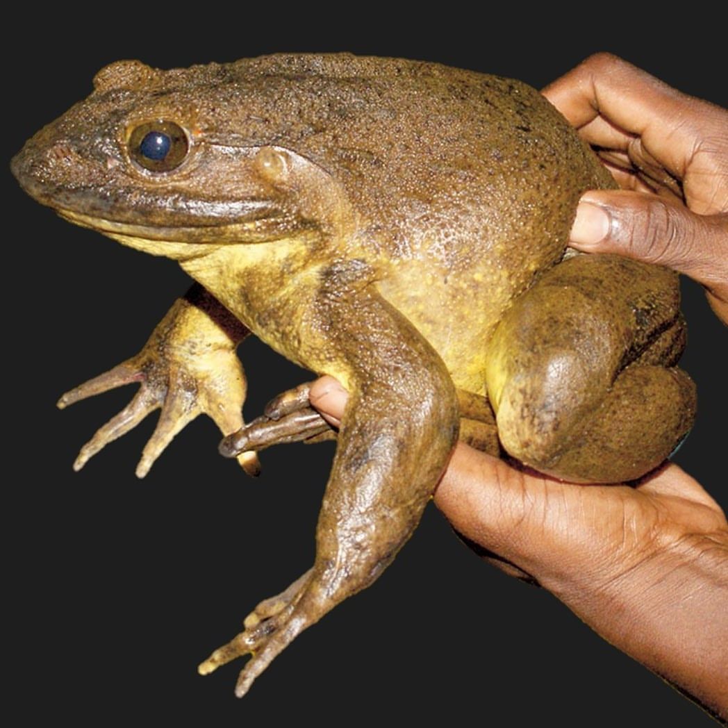 Giant Animals that Actually Exist Across the World Giant Animals that Actually Exist Across the World