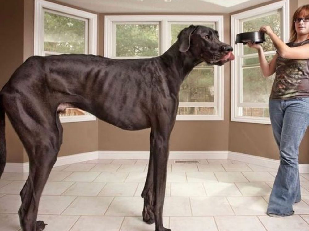 Giant Animals that Actually Exist Across the World Giant Animals that Actually Exist Across the World