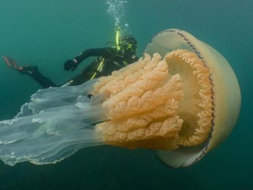 Giant Animals that Actually Exist Across the World Giant Animals that Actually Exist Across the World
