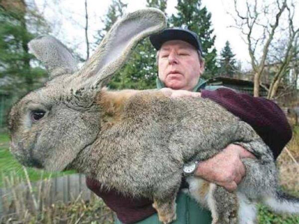 Giant Animals that Actually Exist Across the World