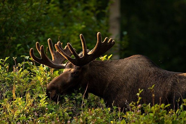 Deadliest State Animals: Which One Lives in YOUR State? Deadliest State Animals: Which One Lives in YOUR State?