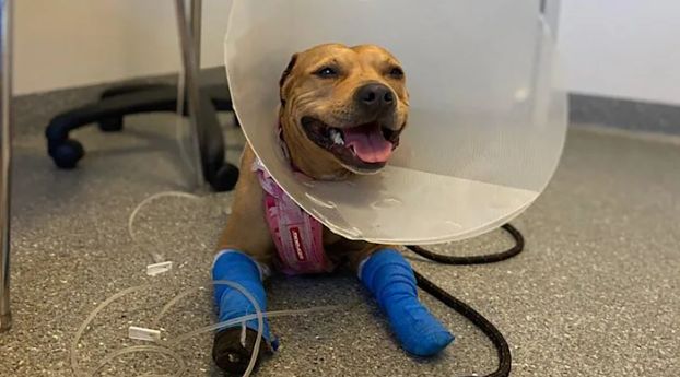 Hero Dog Saves Brother from Snake