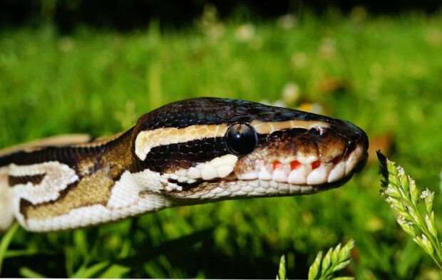 snake in grass