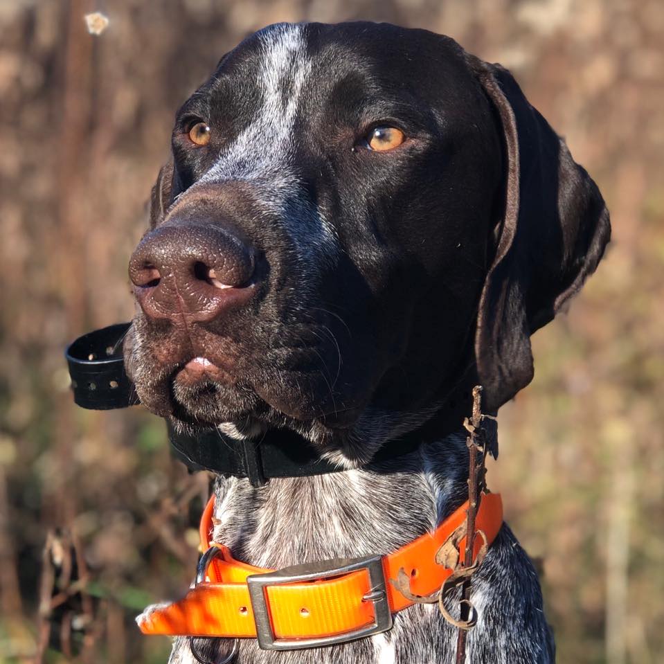 America’s First Bee Conservation Dog