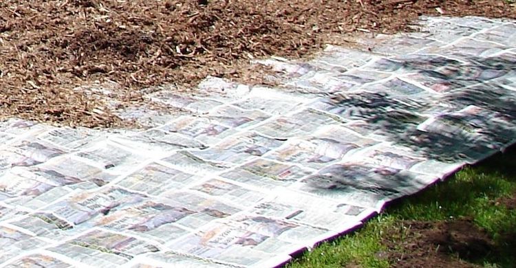 Keep Weeds Away With Newspaper