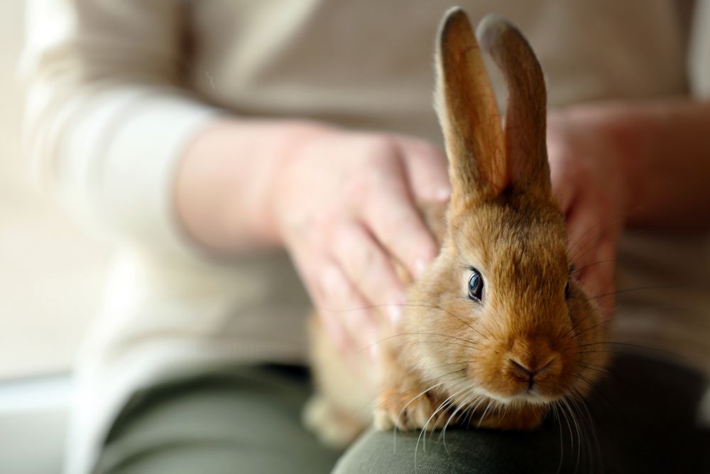 Facts About Taking Care Of A Pet Rabbit