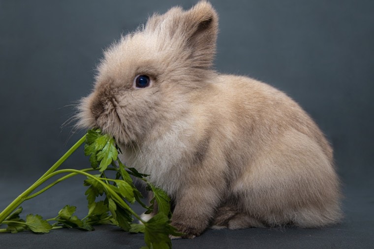 Pepper Rabbit Animal Facts About Taking Care Of A Pet Rabbit - Your Daily Dish