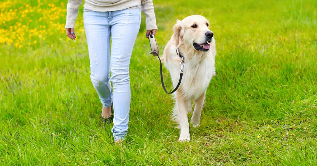 How to Pamper Your Doggies Properly