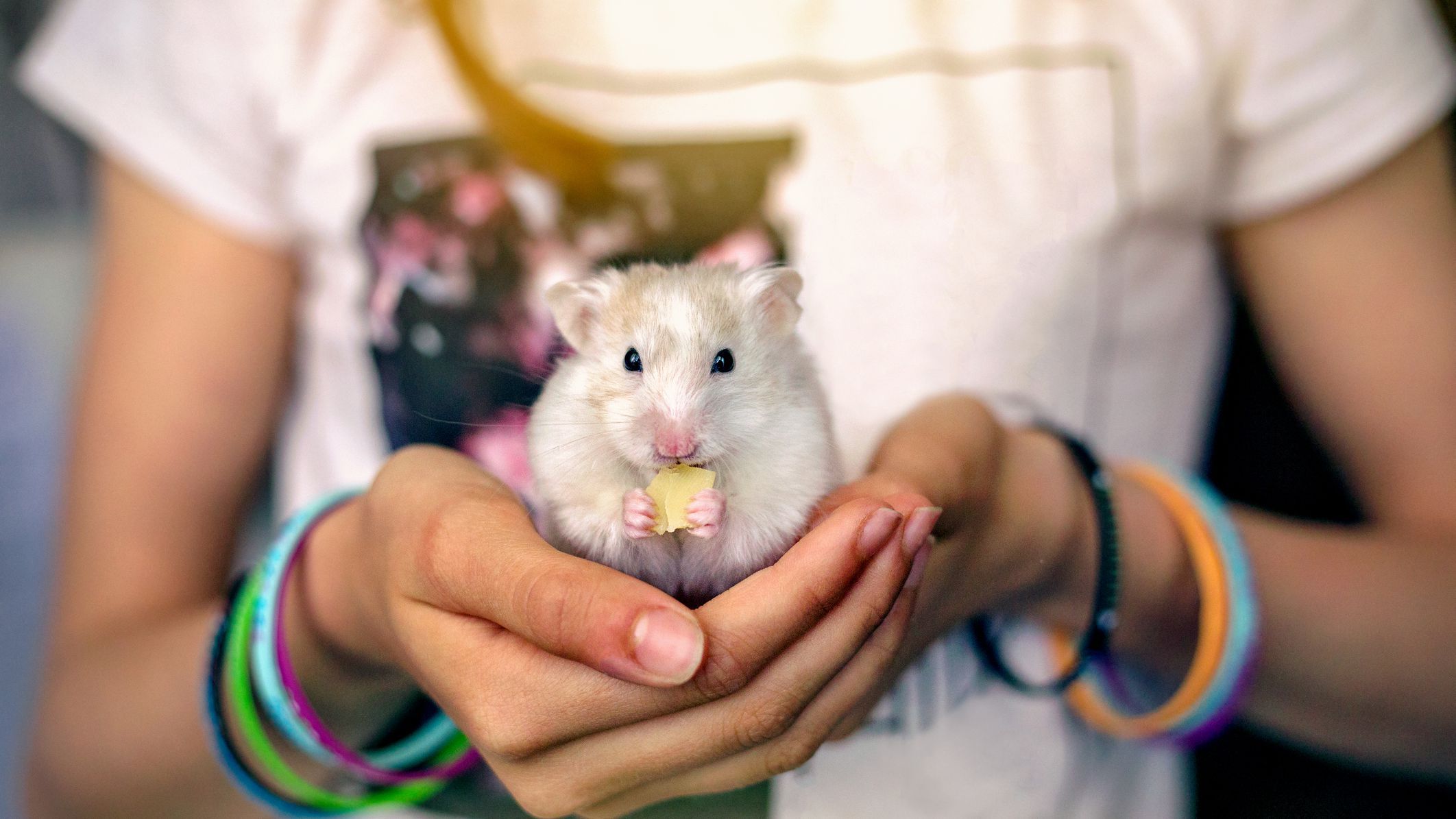 How To Take Care Of A Dwarf Hamster
