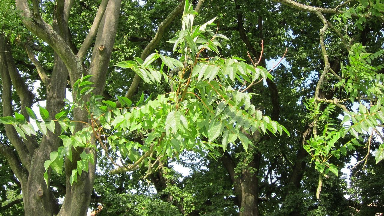 Trees That Ruin Yards: What You Should Never Plant on Your Property