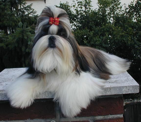 Experts Decided These Are The Dumbest Dog Breeds