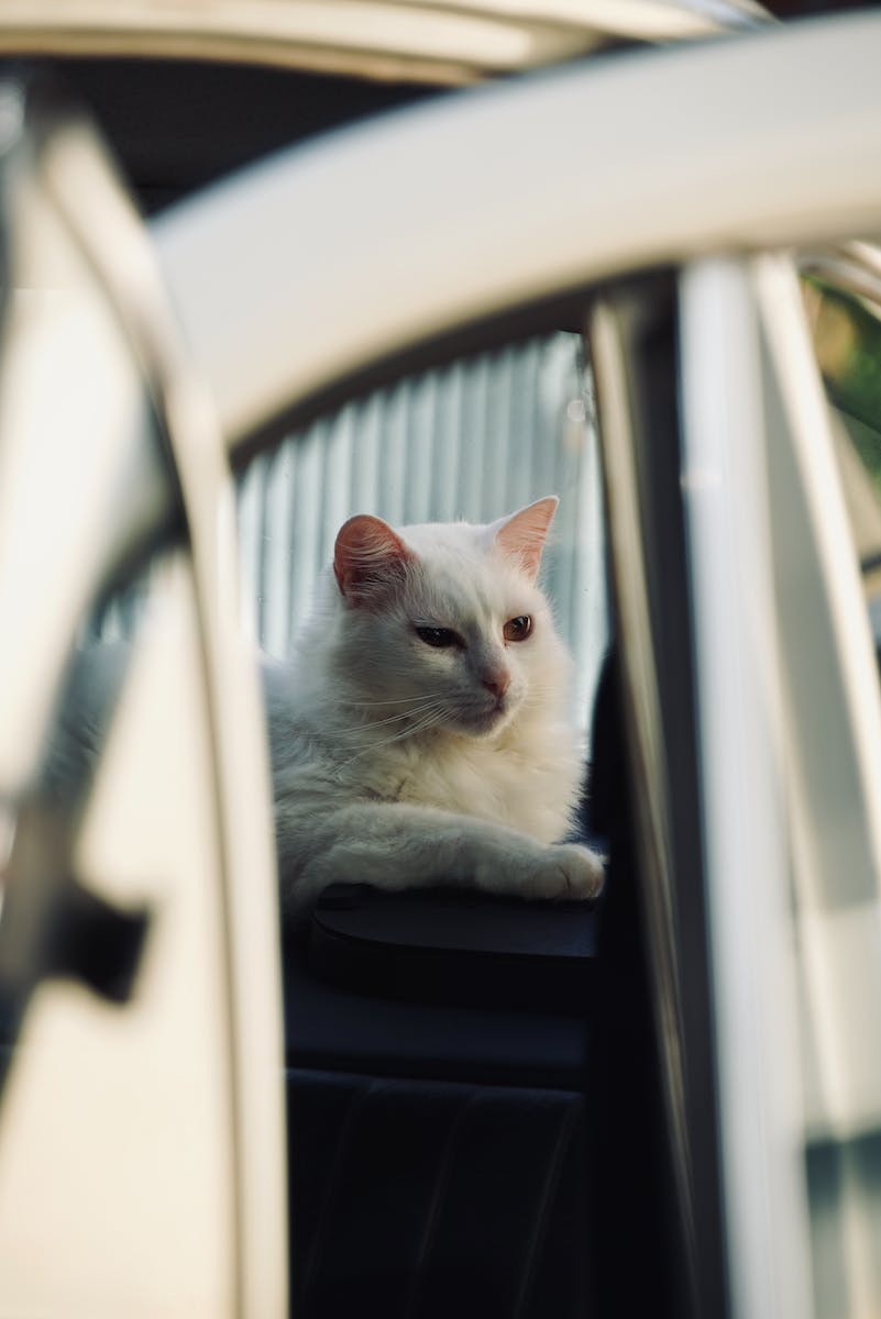 A Kitten Is Found in a Car That Was Stolen in Connecticut