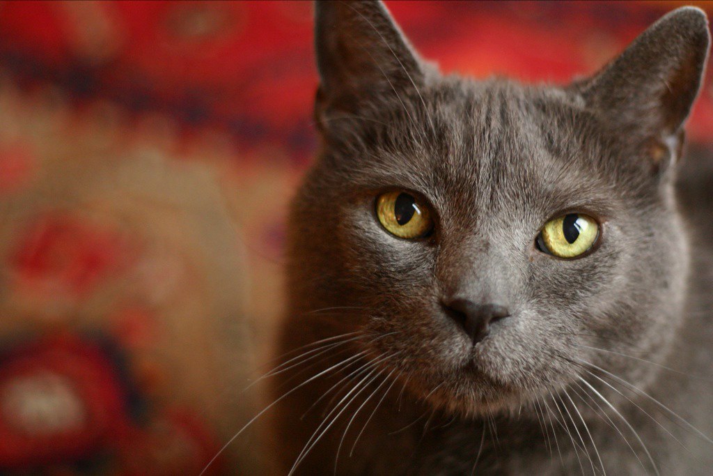 Unleash Your Cat’s Potential with These 8 Clever Hacks