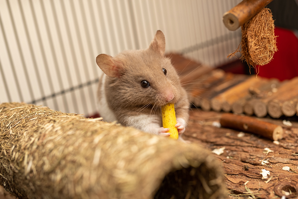 Hacking Hamsters: Tips and Tricks for the Ultimate Rodent Owner