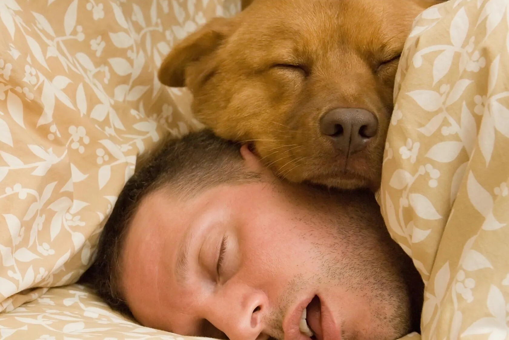 14 Most Loyal Dog Breeds That Will Never Leave Your Side