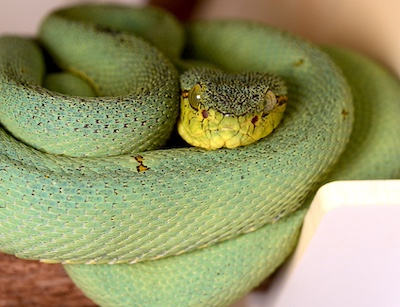 Straing Snake Strange Snake in a Couple's Yard and Changes Their Lives Forever